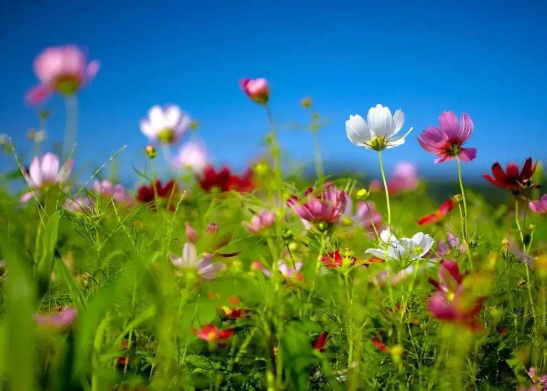 天涯何处无芳草 本意并非安慰失恋者