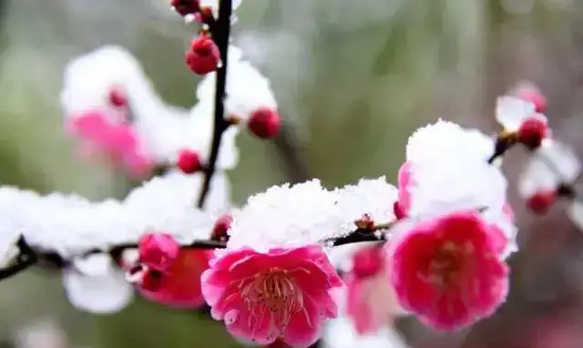 正月梅花凌寒开 梅花和蜡梅一样吗 有什么美誉和寓意