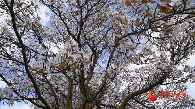 武都鱼龙镇 梨花春韵惹人醉乡村旅游正当时