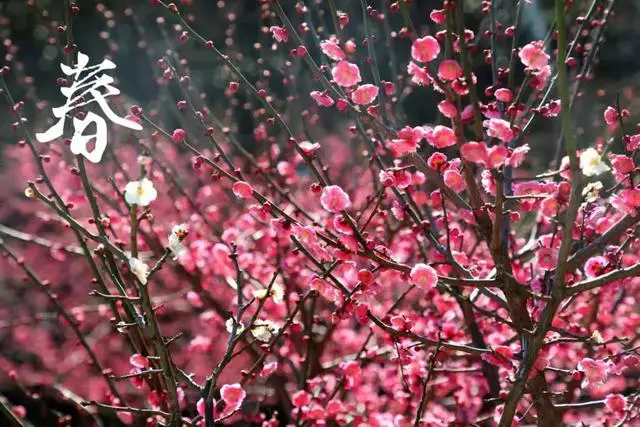 暖春 收下这份赏花攻略 盘点奉贤初春最美的花儿